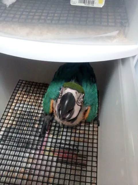 My Flock