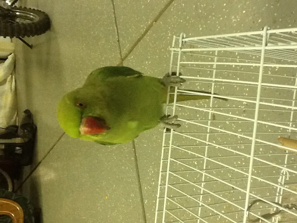 My Indian Ringneck