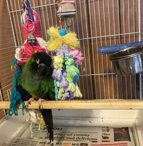 My Nanday Conure-bandit