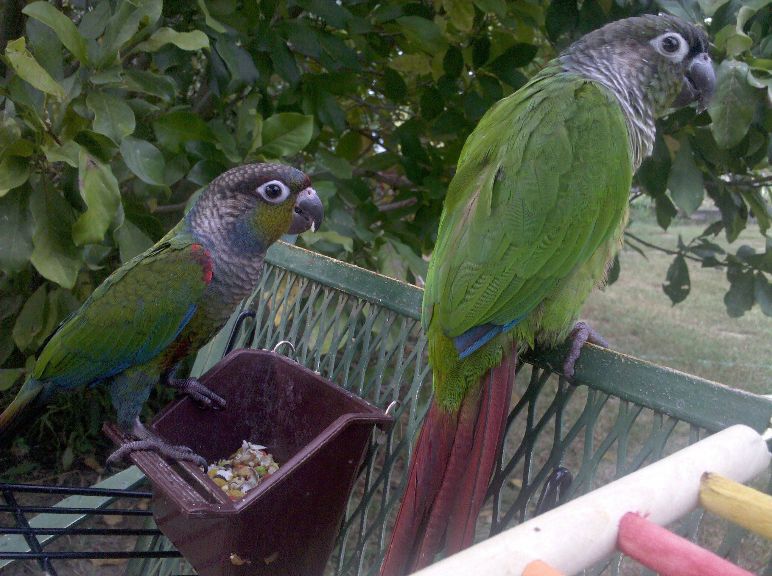 My New Conures