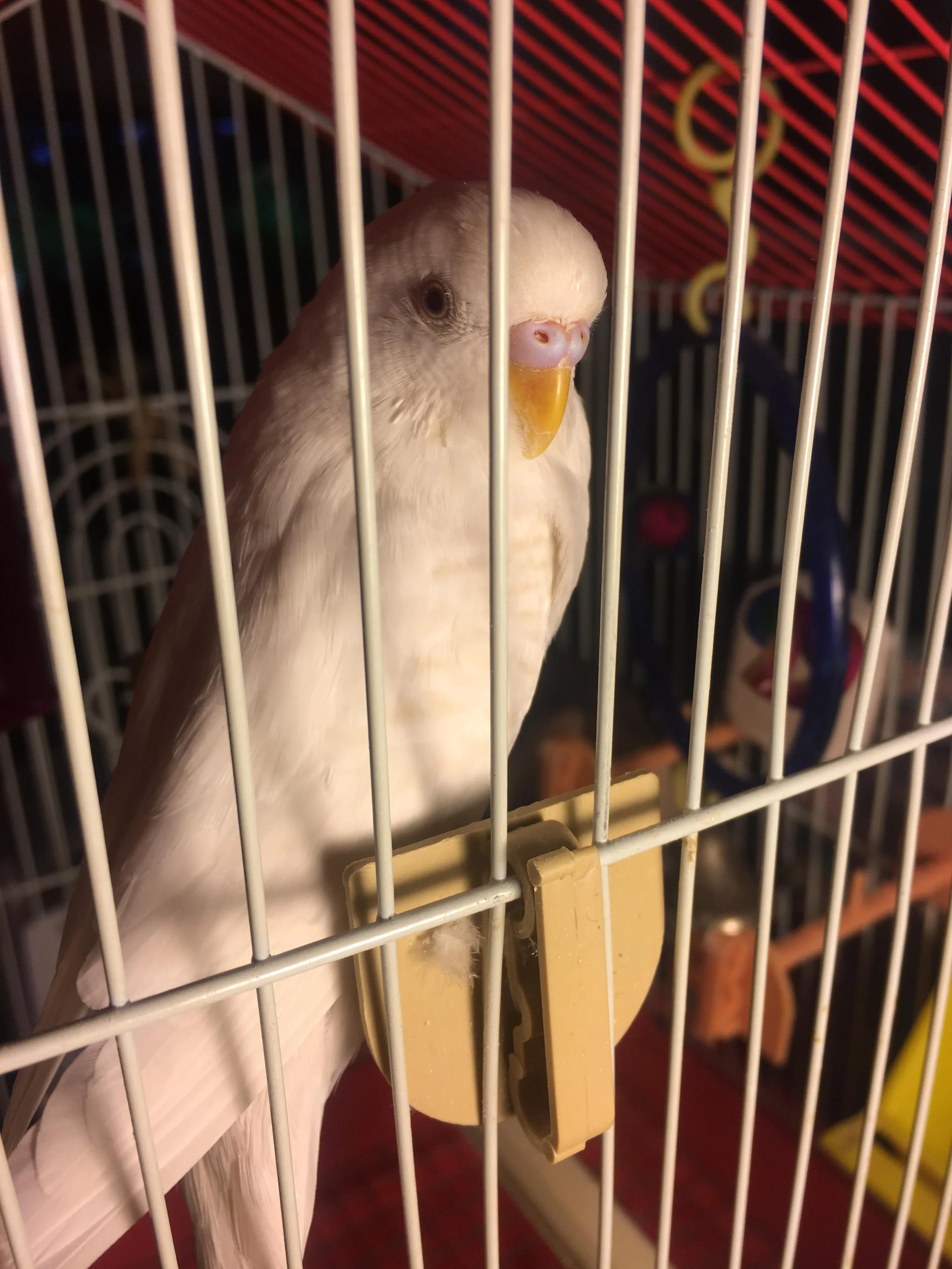 My Rescue Budgie Shiro