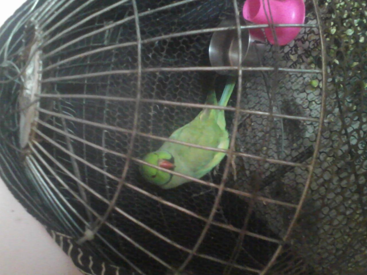 My Ringneck Parakeet (meethu)