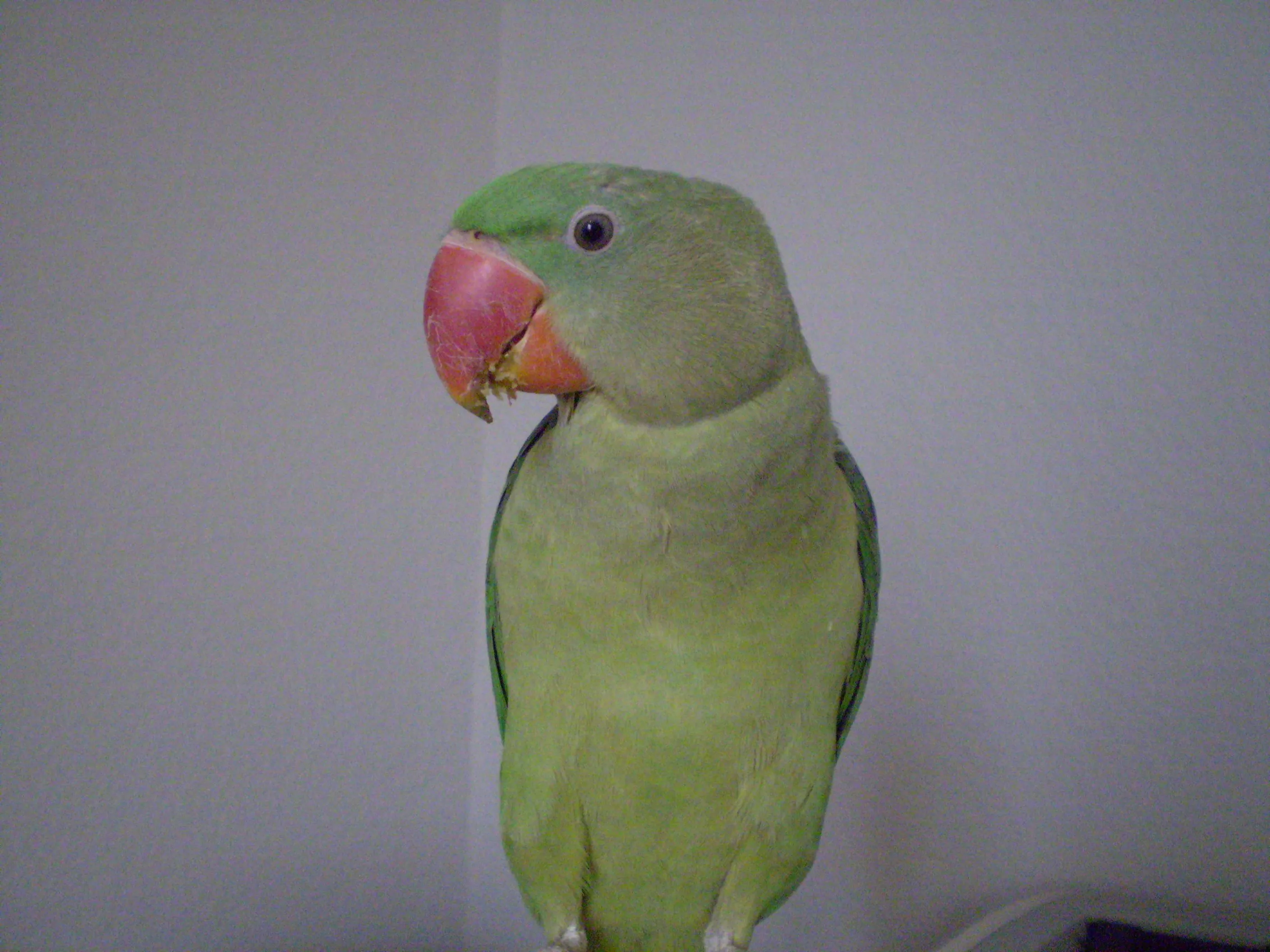 My Sweet Maxi-max