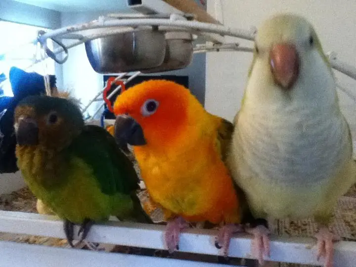 My Three Nuts