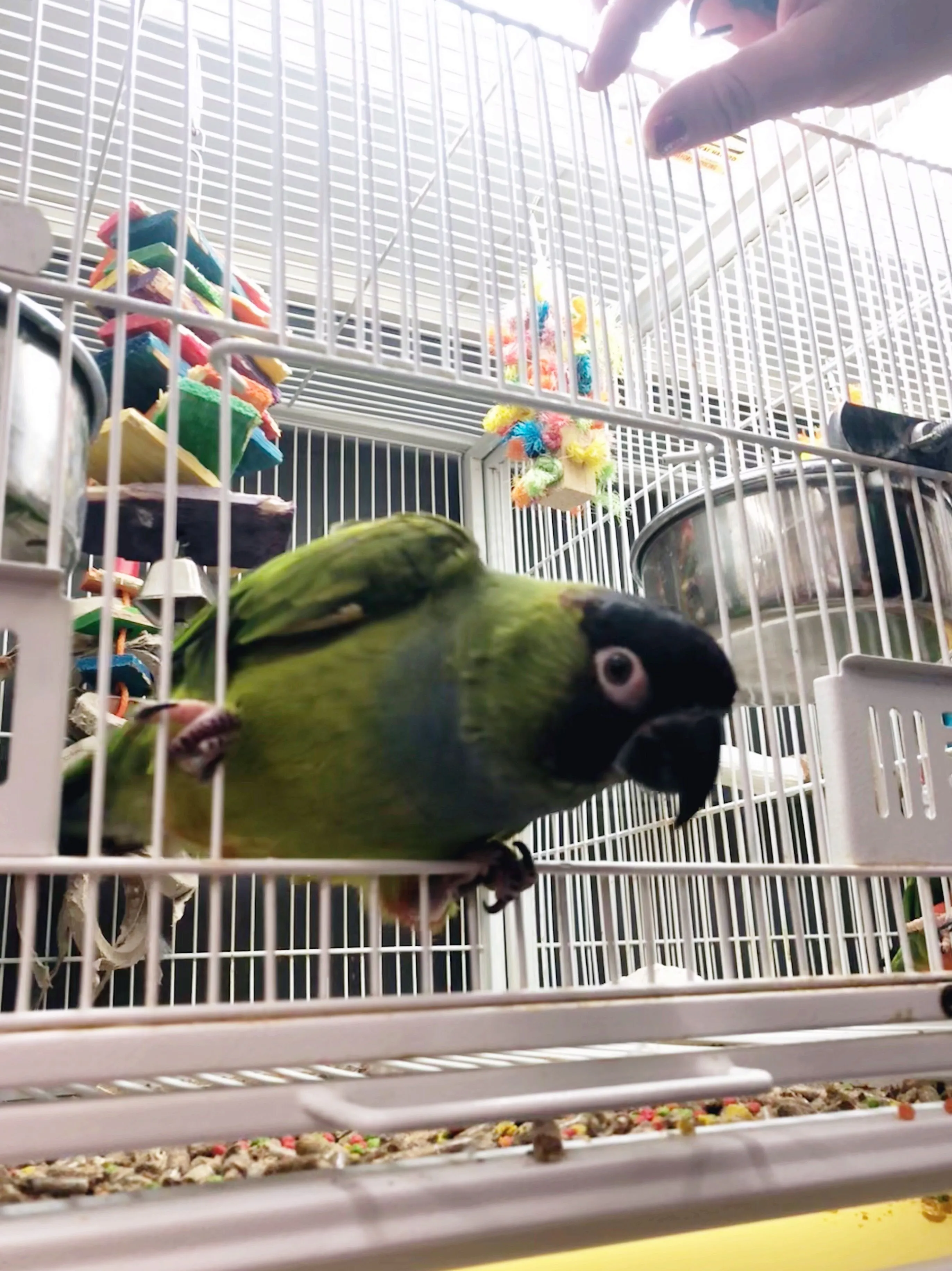 Nanday Conure