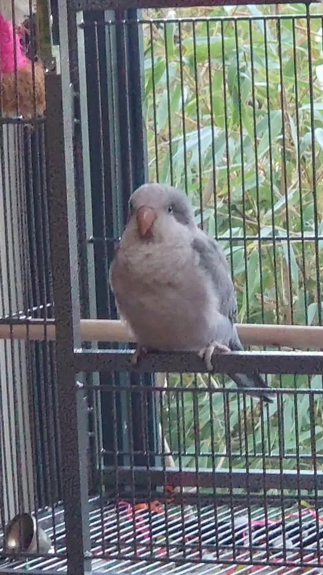 New Baby