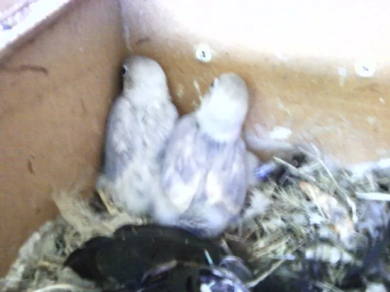 New Black Mask Parrots