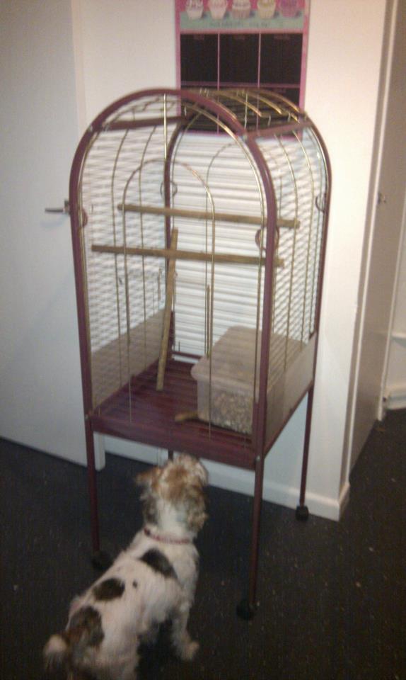 New(ish) Parrot Cage