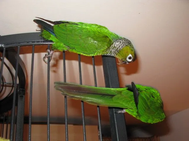nofeathers1.webp