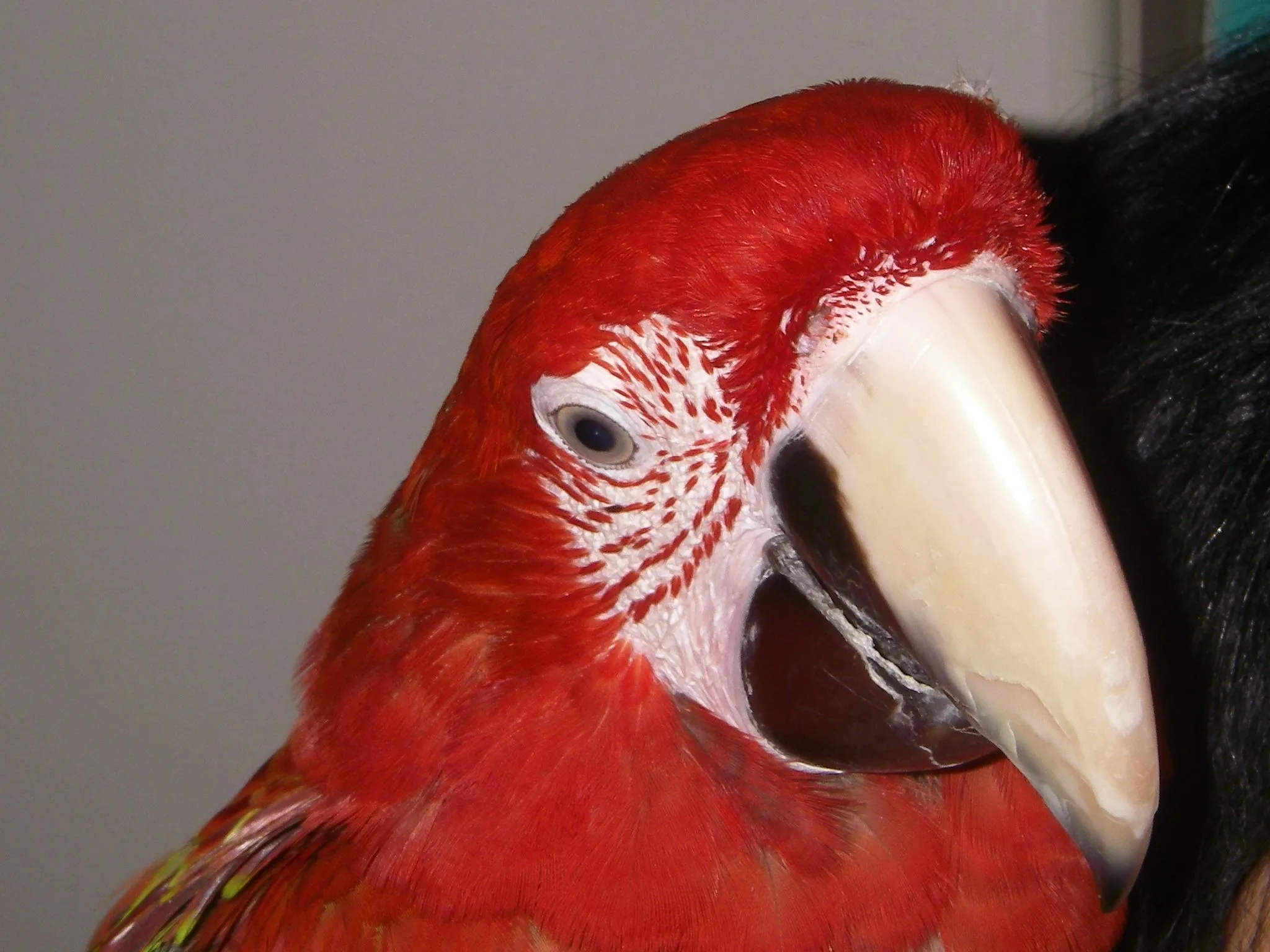 Octavio