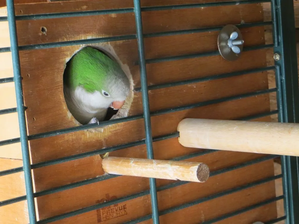 Oddie Playing Peek-a-boo