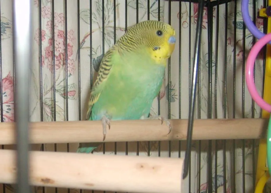Oliver