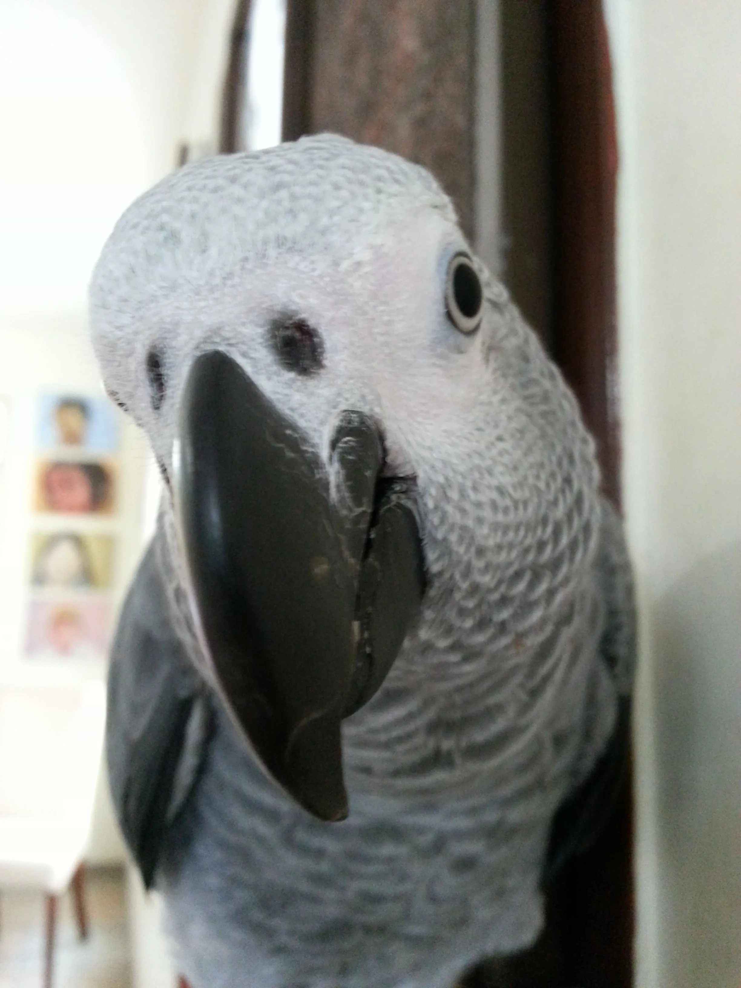 Oscar,my Parrot