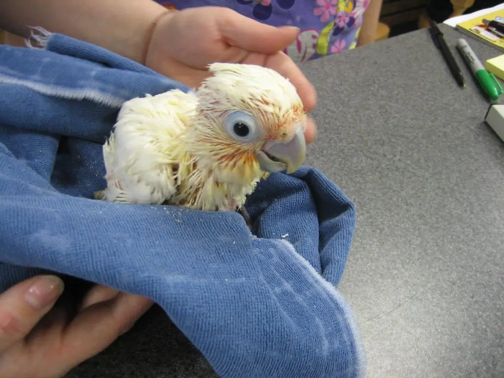 our new baby Goffins