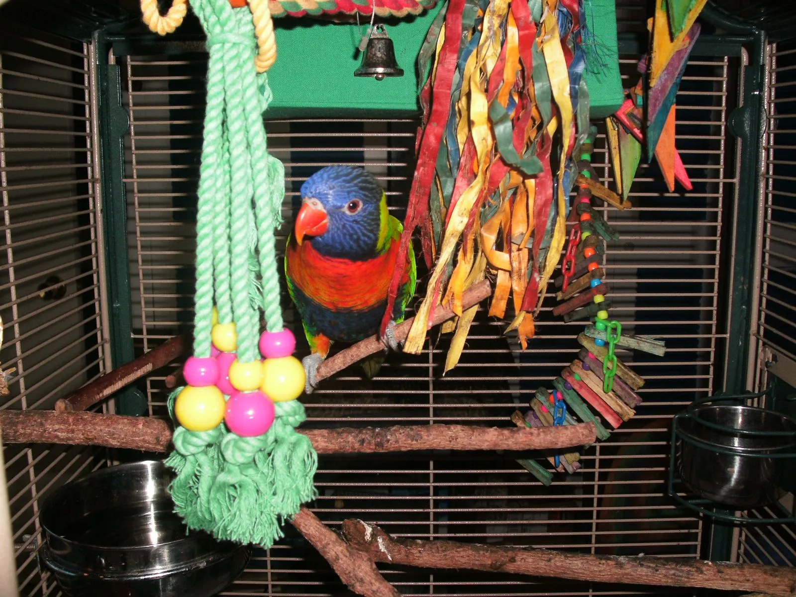 Our New Baby Lorikeet Mango