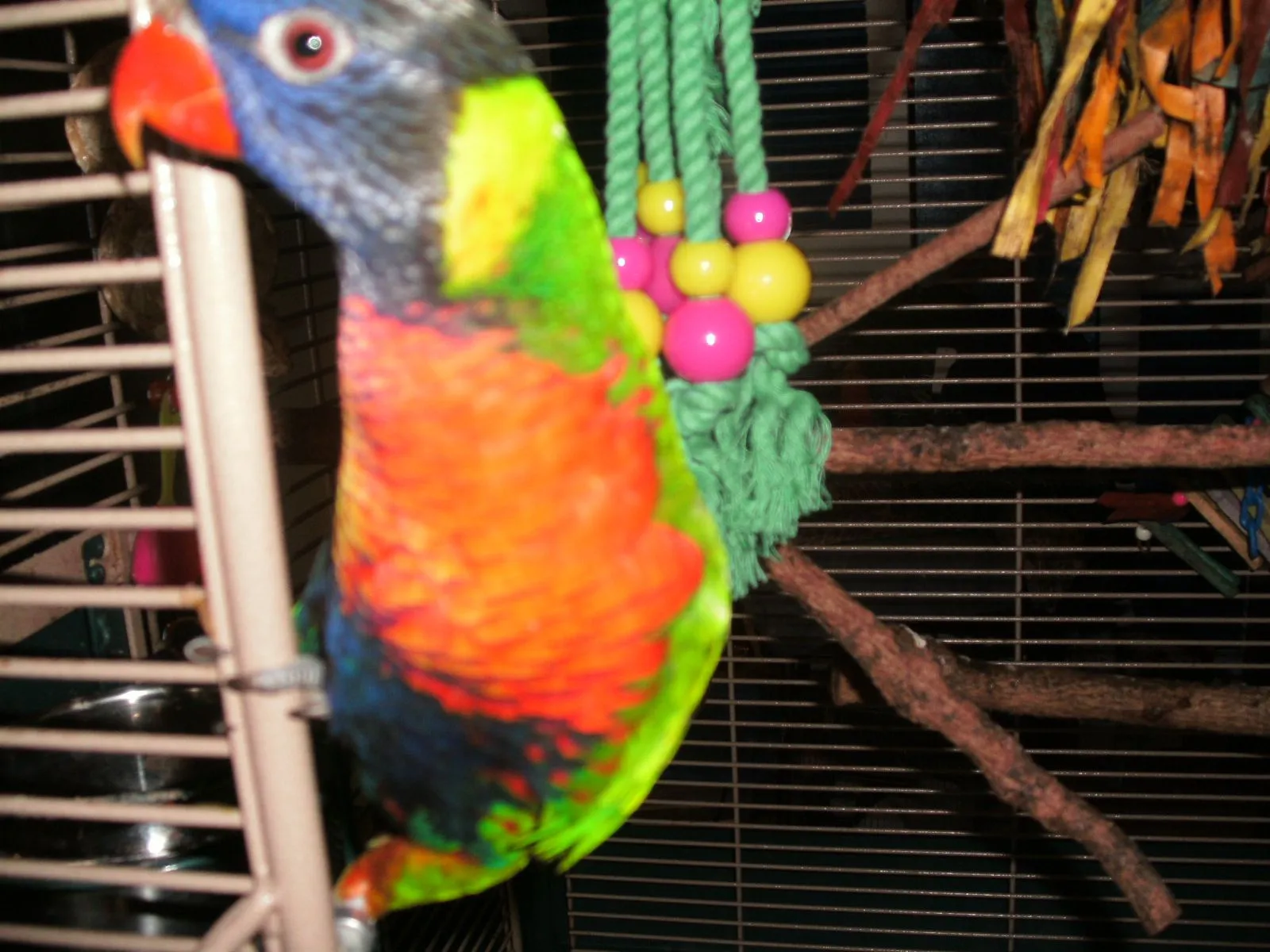 Our New Baby Lorikeet Mango