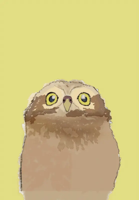 Owl