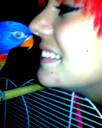 Ozzy My Lorikeet