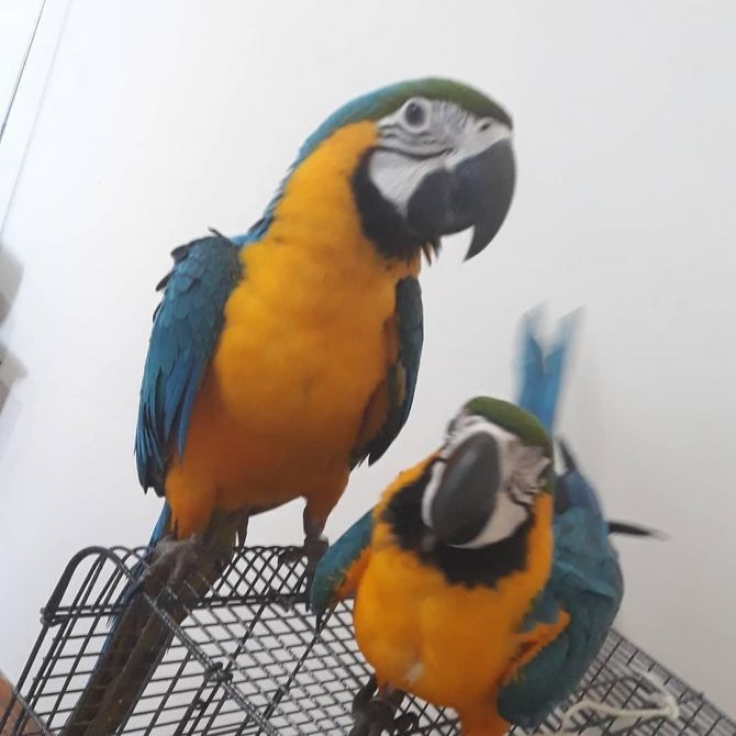 Pair Macaw Available For Reigning To Good Home