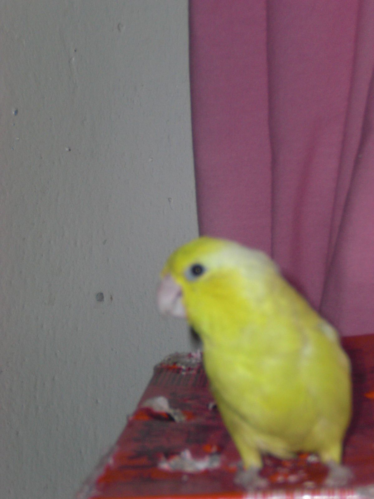 Paquito My Small Parrotlet