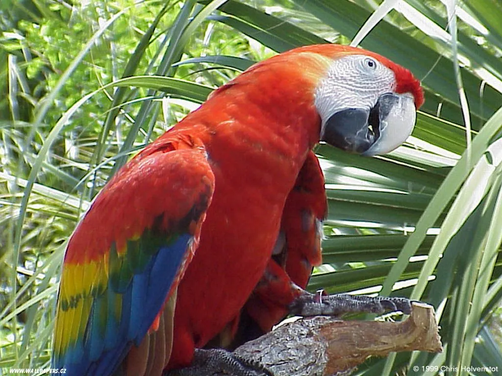 Parrot Wallpaper