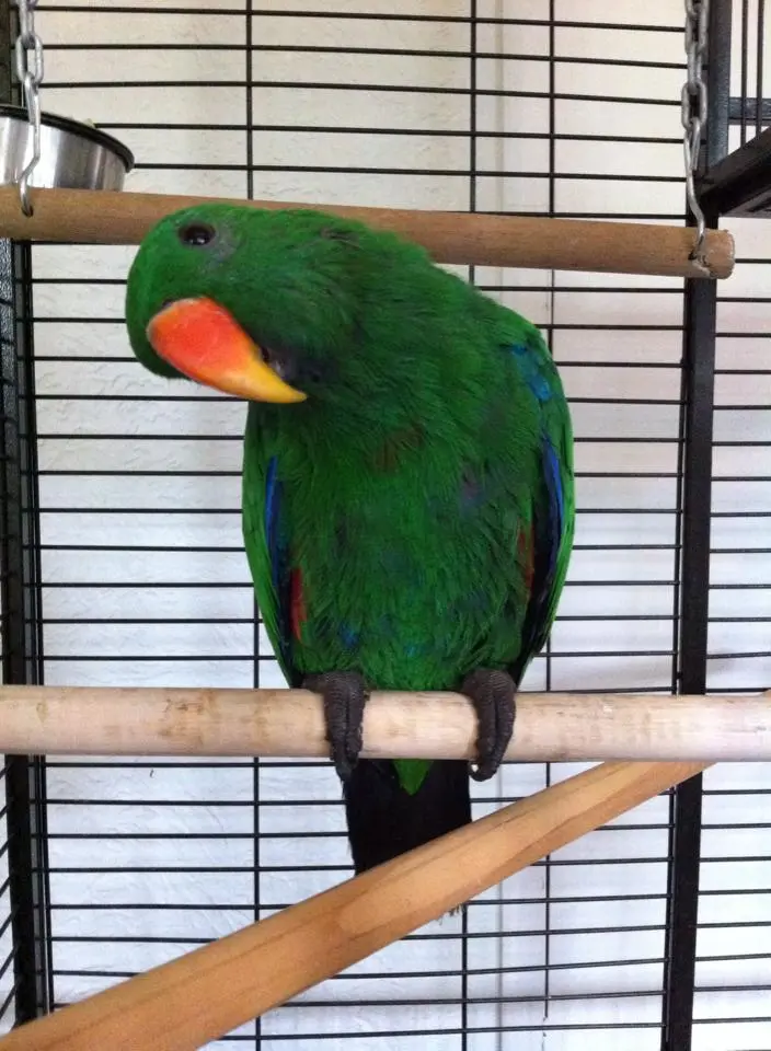 parrot.webp