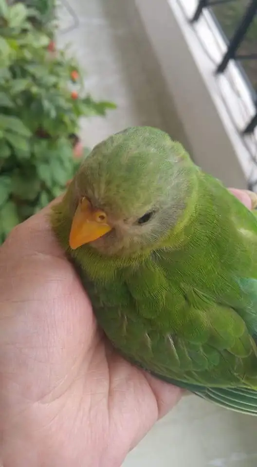Parrot