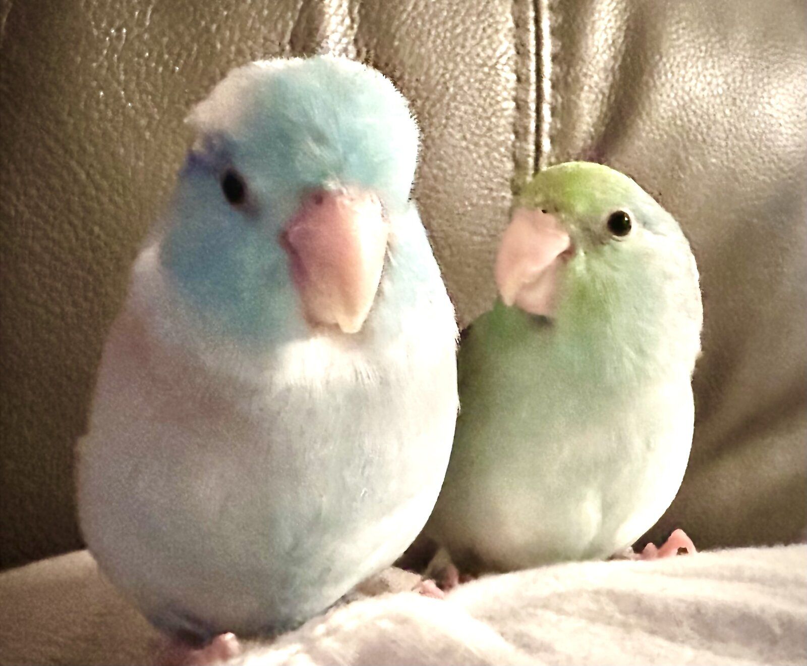 Parrotlets are the best!