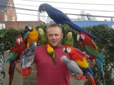 Parrots