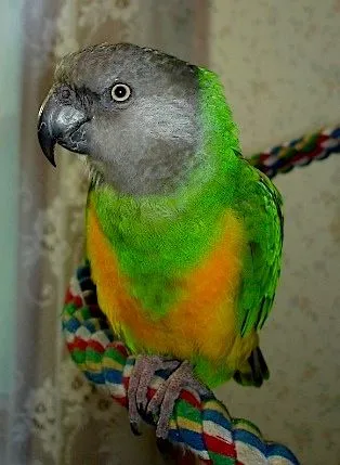 Parsley - Senegal Parrot