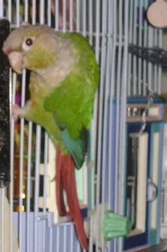 Paulie Being Nosey