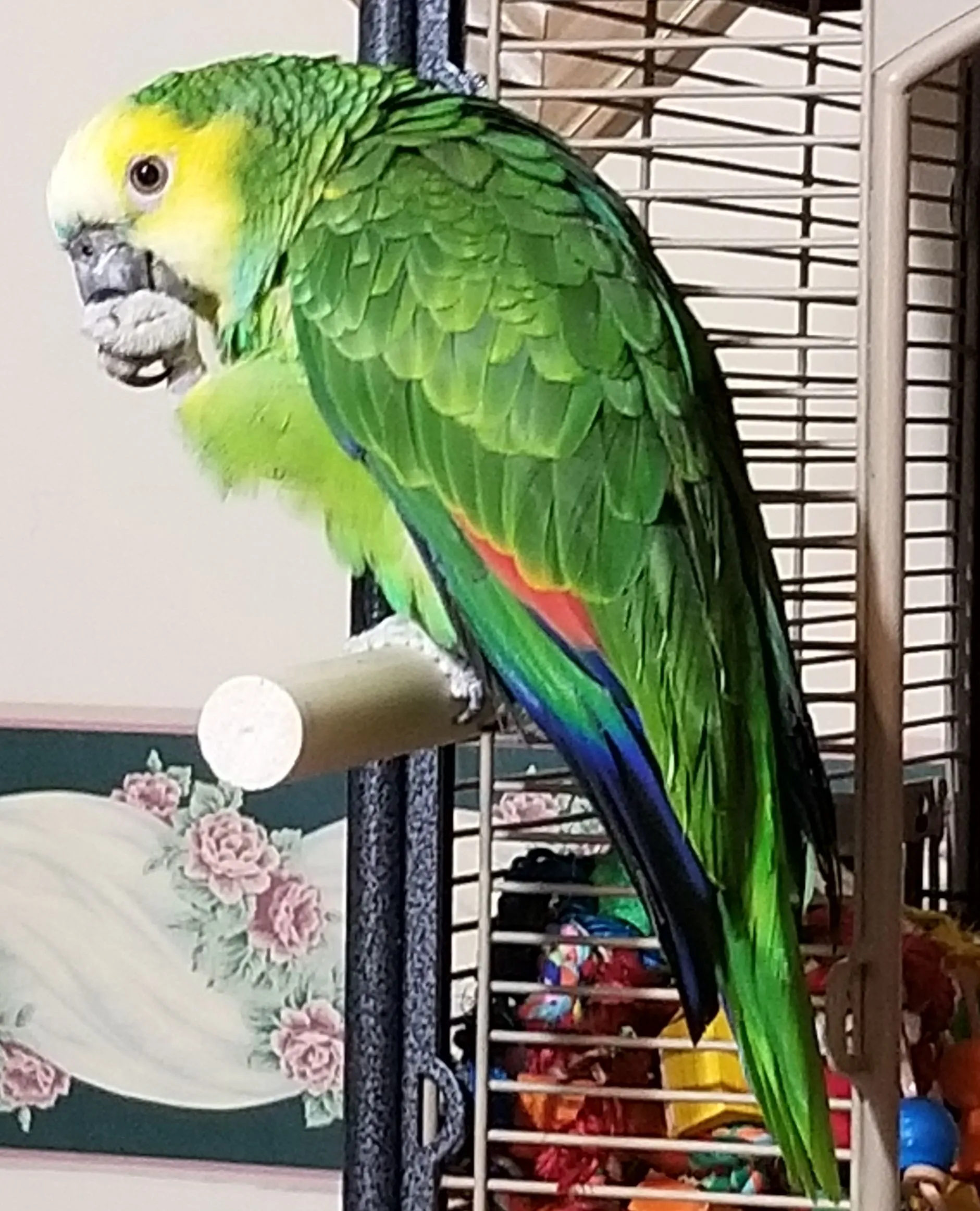 Peaches Blue Frontrd Amazon