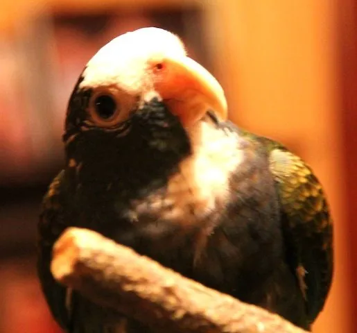 Peanut And Blue And Taz The Dog