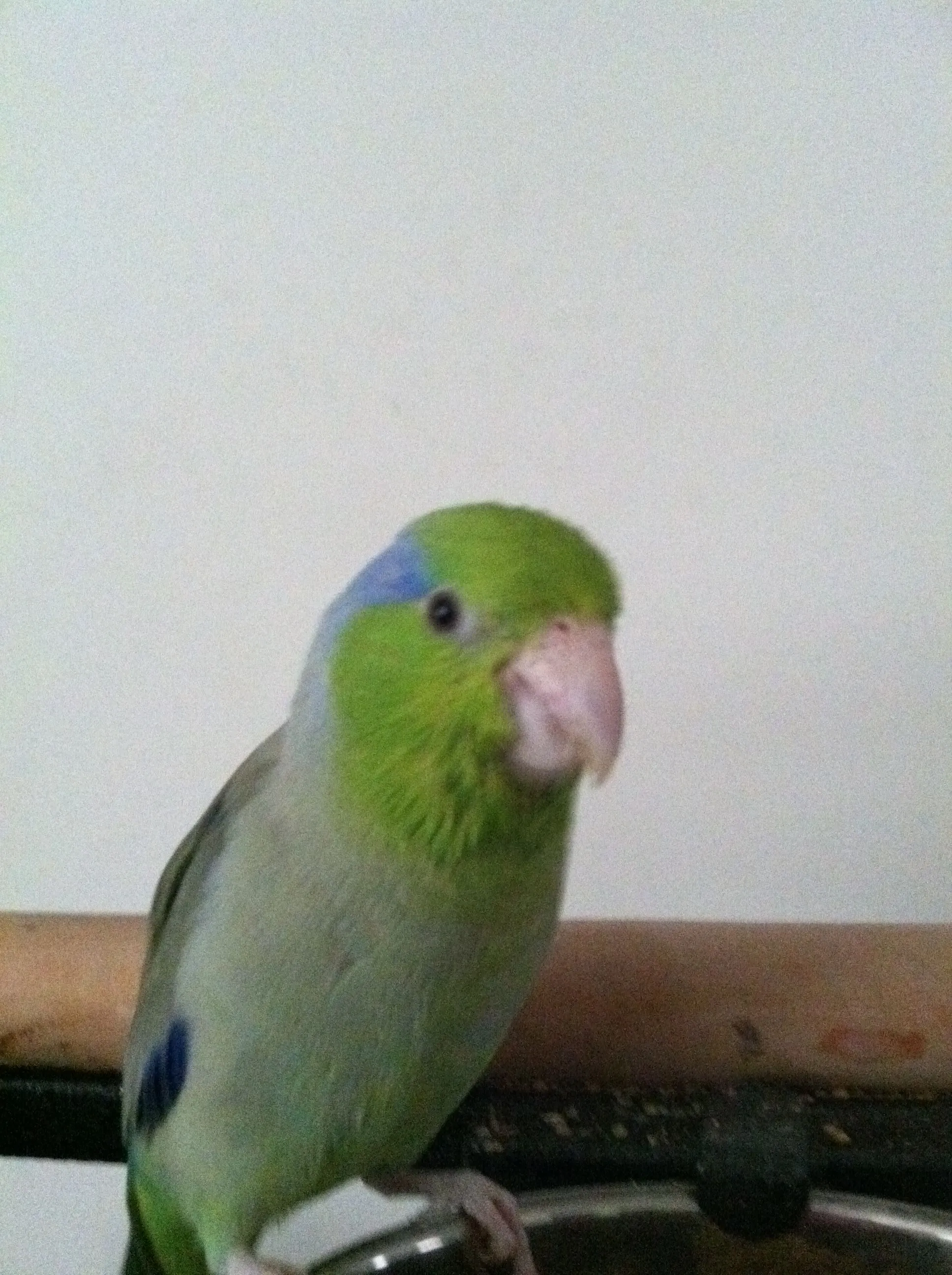 Peanut Hanging Out