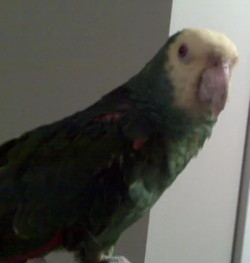 Peanut