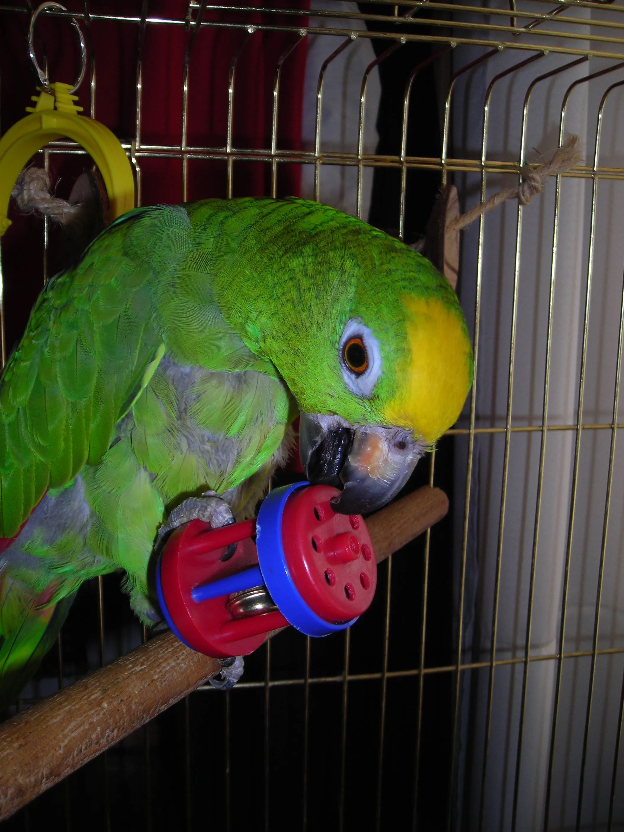 Pheobus's favourite toy...