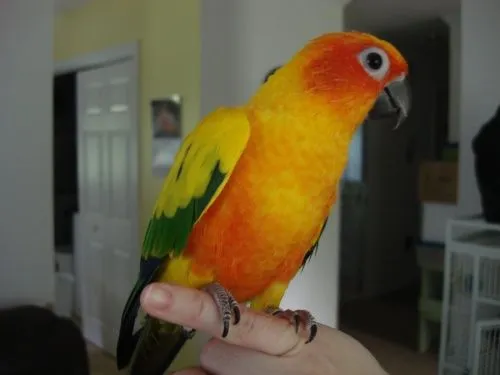 Phoebe