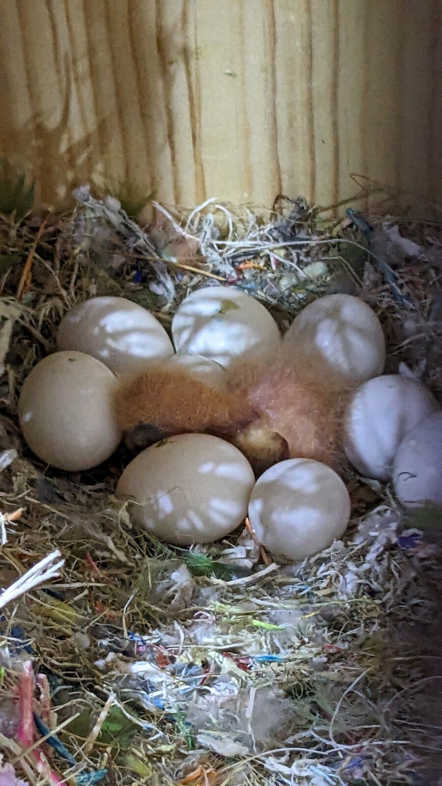 Phoenix newest baby 1 of 10 eggs