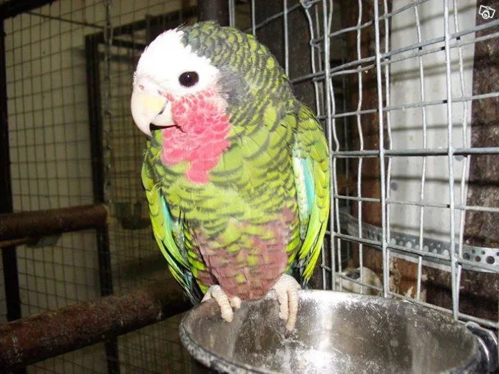 Pic Of Lector, And I Fell In Love