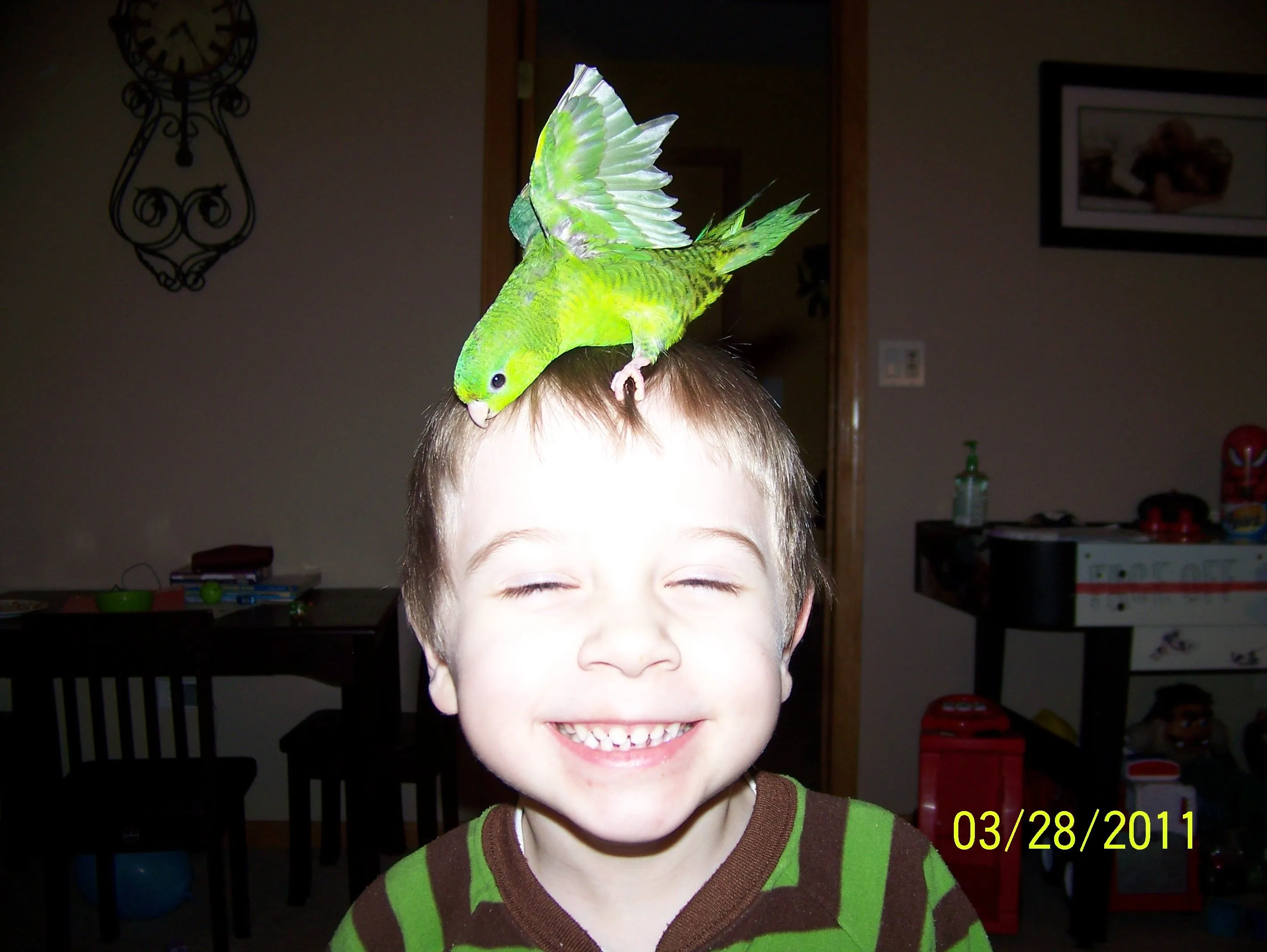 Pickles The Bird