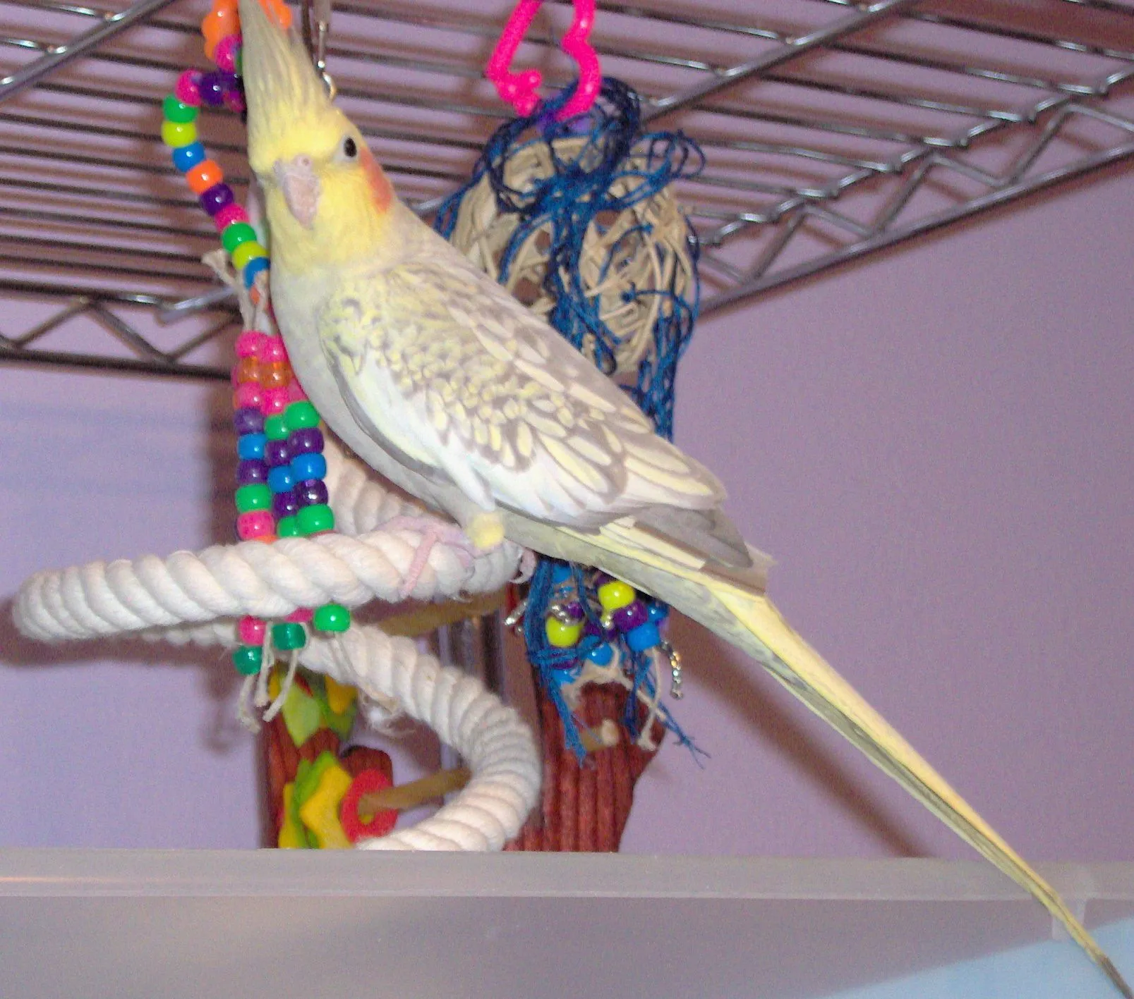 Pictures of Misty the cockatiel