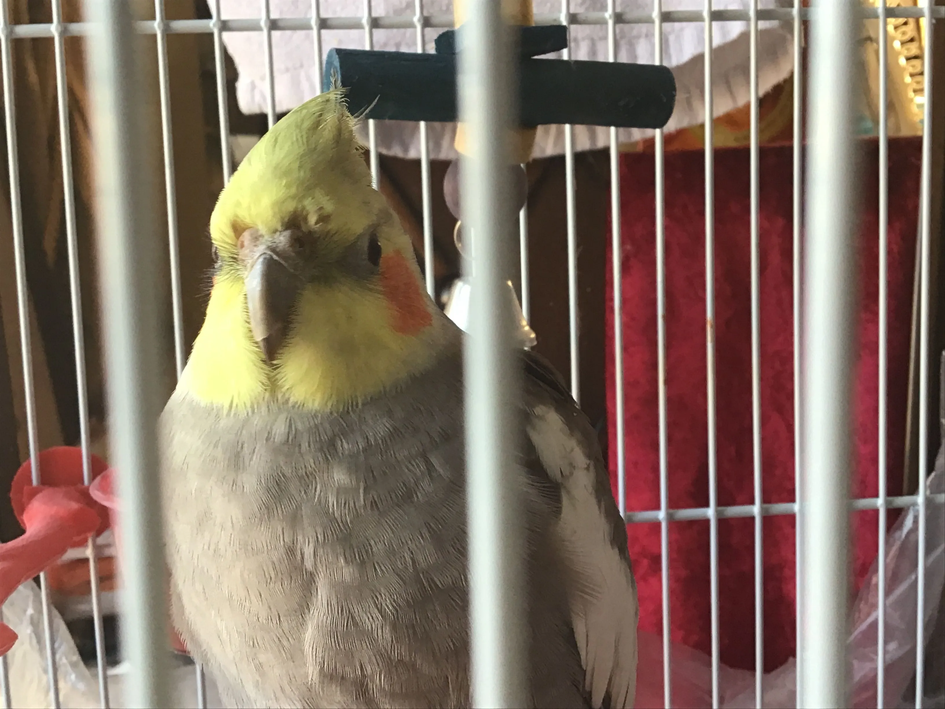 Pikachu, My Cockatiel