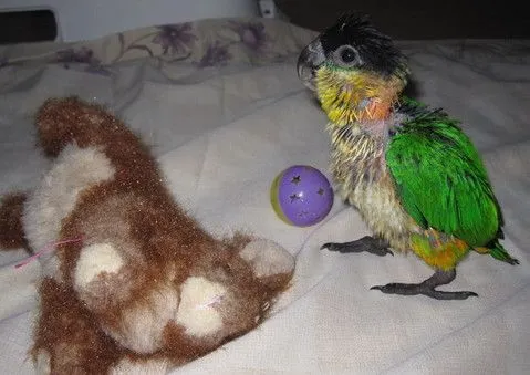 Pilot: Do I Sleep On The Bunny Or Kick The Ball?