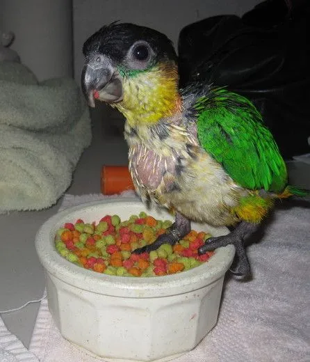 Pilot: First Time Ever Trying "big Boy" Food!!