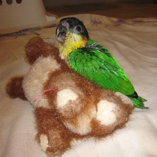 Pilot: Settling Down For A Nap On Mr. Bunny