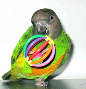 Popsicle Senegal Parrot