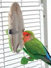 Products For Pet Birds