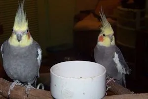 Punkie And Rocky
