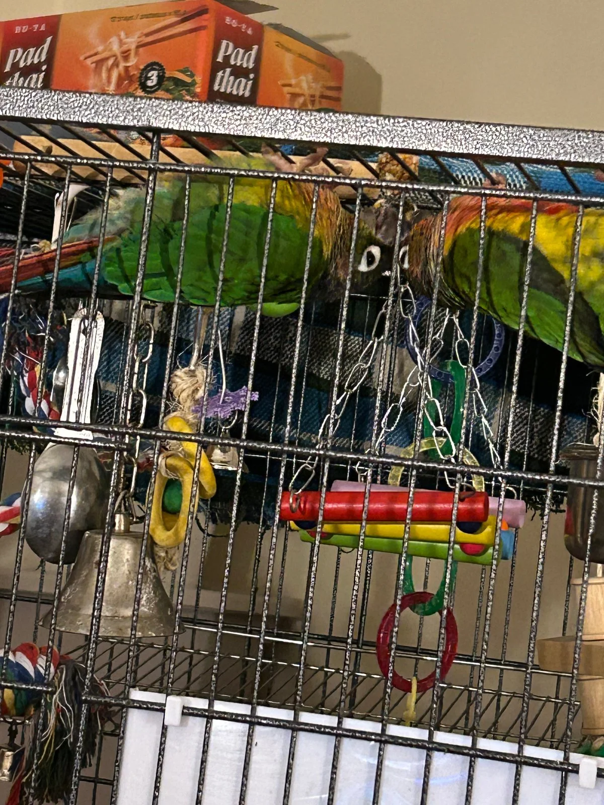 Quasar and Tailgate hang from top of cage_1.webp