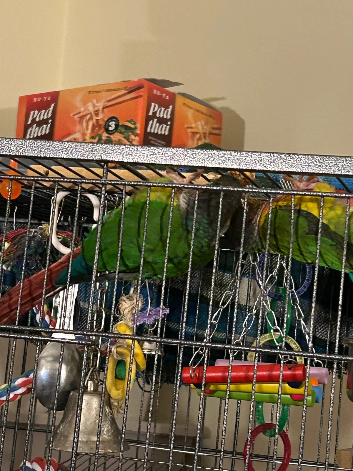 Quasar and Tailgate hang from top of cage_2.webp